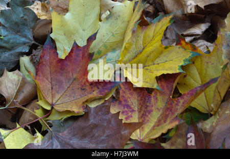 L'Érable rouge (Acer rubrum) feuilles à l'automne / Fall Banque D'Images