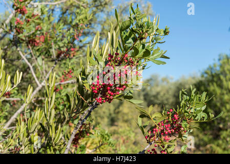 Feuillage et fruits de lentisque, Pistacia lentiscus. C'est une espèce de la famille des Anacardiaceae Banque D'Images