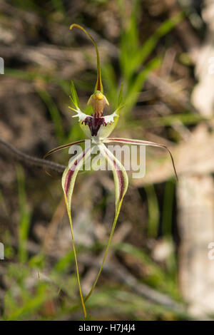 Caladenia parva, petite orchidée araignée à Boom, Panton Hill, Victoria, Australie Banque D'Images