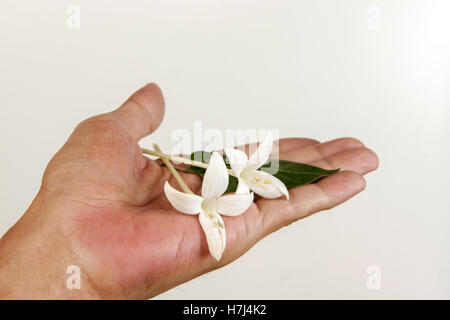 Fleur de chêne-liège, chêne-liège ou Liège indien (Millingtonia hortensis L.f.). Millingtonia fleurs dans la main de l'homme sur fond blanc Banque D'Images