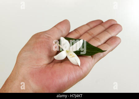 Fleur de chêne-liège, chêne-liège ou Liège indien (Millingtonia hortensis L.f.). Millingtonia fleurs dans la main de l'homme sur fond blanc Banque D'Images