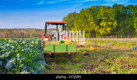 La récolte de légumes à l'automne Banque D'Images