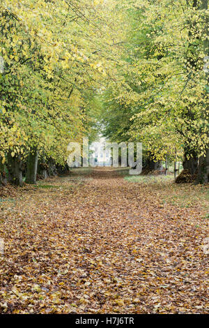 Automne allée de tilleuls à Shipton Under Wychwood jardin sauvage et Woods, Oxfordshire, Angleterre Banque D'Images