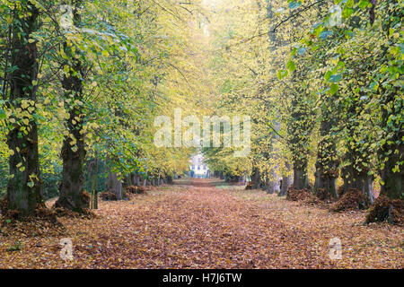 Automne allée de tilleuls à Shipton Under Wychwood jardin sauvage et Woods, Oxfordshire, Angleterre Banque D'Images