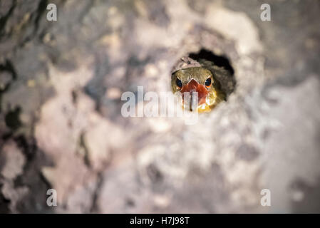 Oiseau de Kingfisher à l'intérieur de son nid dans le parc national de Kutai, East Kalimantan, Indonésie. Banque D'Images