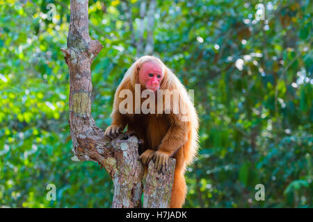 À tête rouge singe Uakari également connu sous le nom de British Monkey (Cacajao calvus rubicundus), l'état d'Amazonas, Brésil Banque D'Images