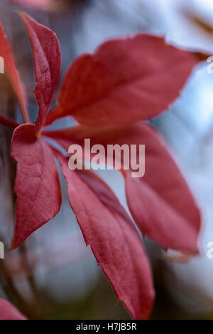 Parthenocissus quinquefolia, Vitis, vigne rouge, couleur d'automne. Banque D'Images