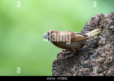 Scaly-breasted munia (Lonchura punctulata) dans la vallée de Waimea sur Oahu, Hawaii, USA. Banque D'Images