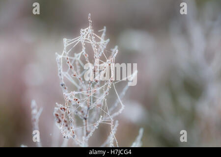 Givre sur les plantes Banque D'Images