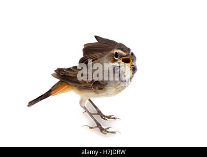 Blue-throated robin sur une branche de saule Banque D'Images