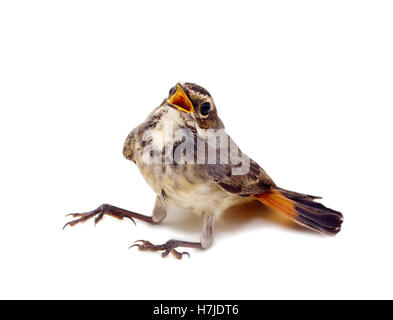 Blue-throated robin sur une branche de saule Banque D'Images