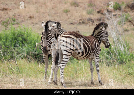 Zèbre des plaines dans le parc national de Pilanesberg Banque D'Images