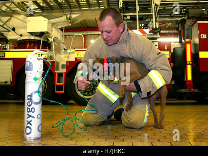 Glenn pompier de l'émeri Kent Fire and Rescue Service démontre un pet-friendly avec masque à oxygène, comme le terrier Hardy service a installé sur tous les pompiers et à chaque poste d'incendie dans le comté d'aider les animaux à survivre. Banque D'Images