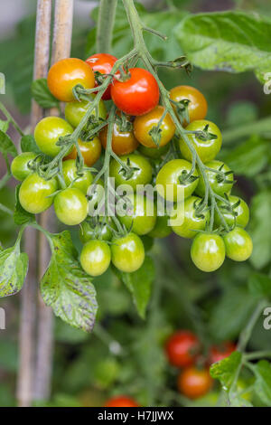 Bébé maison tomates italiennes sur vigne cultivés au potager, la nature, l'allocation de cinq par jour, organiques, feuilles Banque D'Images