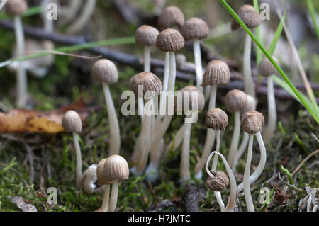 Les champignons (Coprinus sp.) sur une souche d'une mousse verte Banque D'Images