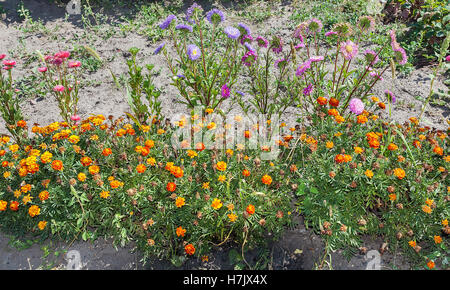 Parterre de fleurs avec des soucis et des asters dans le jardin libre Banque D'Images