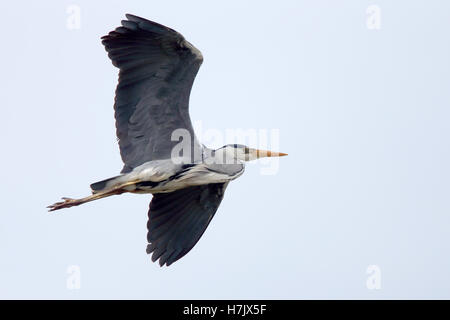 Héron cendré (Ardea cinerea) en vol, Andalousie, espagne. Banque D'Images