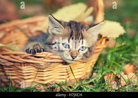 Petit Chaton assis dans le panier dans le jardin en automne Banque D'Images