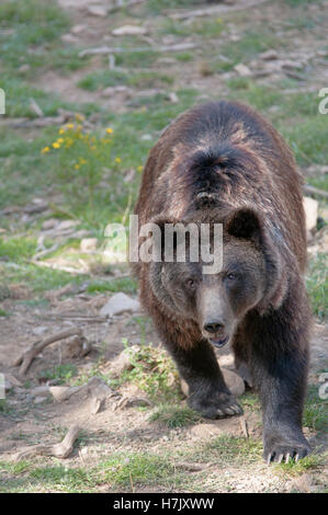 Portrait vertical de l'ours brun, Ursus arctos. Pyrénées. L'Espagne. Banque D'Images