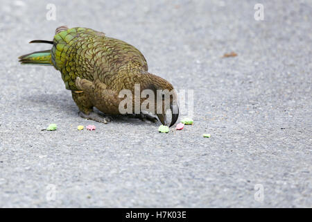 Arthurs Pass, Nouvelle-Zélande : Un adulte kea (Nestor notabilis, perroquet alpin, en voie de disparition) étudie quelques renversé l'alimentation humaine. Banque D'Images