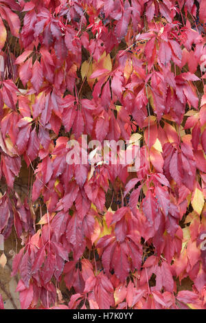 Boston ivy rampage sur un mur de pierre Banque D'Images