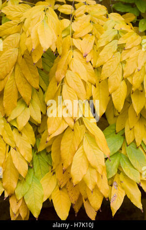 Cladrastis kentukea. En automne Yellowwood Kentucky Banque D'Images