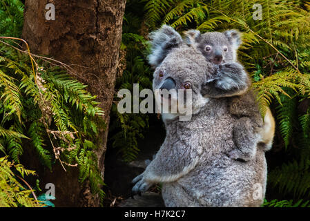 Australian koala animal natif avec bébé sur le dos. Banque D'Images