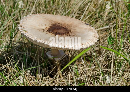 La coulemelle, Macrolepiota procera ou Lepiota procera croissant dans le domaine de l'avance de l'été, la montagne, la Bulgarie Plana Banque D'Images