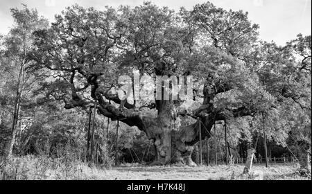 Robin Hoods,Major Oak Tree La Forêt de Sherwood, Nottinghamshire Banque D'Images
