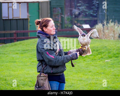 Falconer avec un faucon sacre (Falco cherrug) lors d'une manifestation à Perrow Thorp Arboretum Bedale UK Banque D'Images