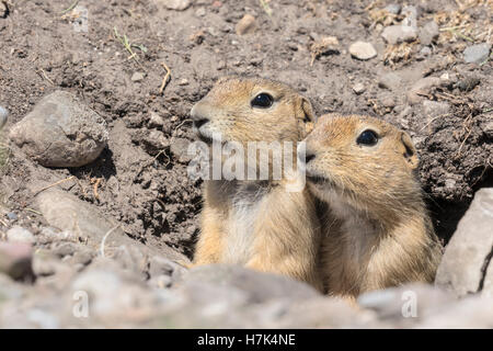 - Gopher spermophile de Richardson Banque D'Images