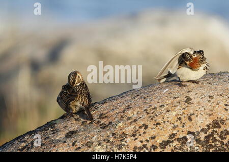 Deux Bruant lapon (Calcarius lapponicus) assis sur un rocher Banque D'Images