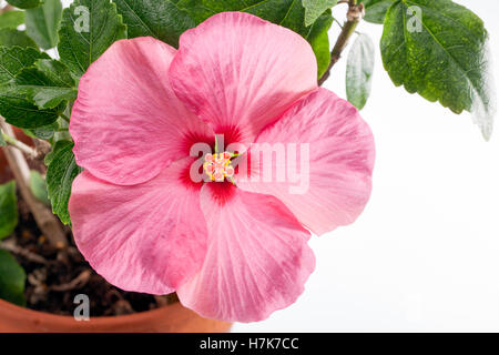 Hibiscus rose Banque D'Images