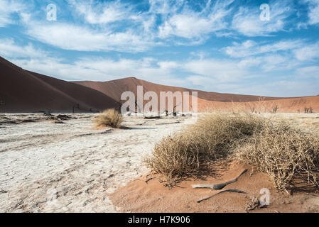 Arbres et plantes sèches morts de DeadVlei vallée, entouré de grandes dunes multicolores du désert du Namib au cours d'une journée de ciel bleu avec s Banque D'Images