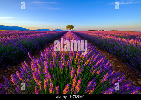 Arbre en champ de lavande au coucher du soleil Banque D'Images