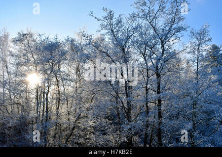 Les arbres avec de la gelée blanche et rime avec l'afficheur. Journée froide en novembre à la Finlande. Banque D'Images