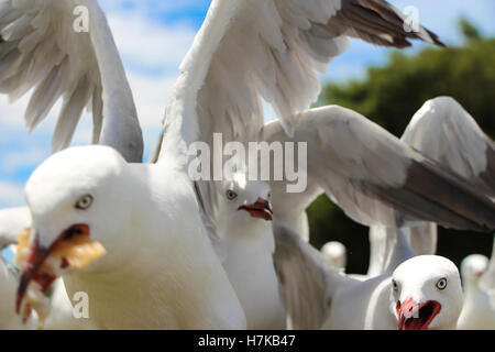 Flock of Seagulls combats de jetons à la plage Banque D'Images