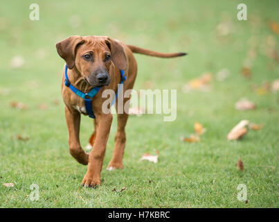 Un Rhodesian Ridgeback sur Wandsworth Common Banque D'Images