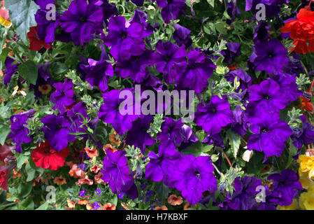 Hanging Basket flowers in close up Banque D'Images