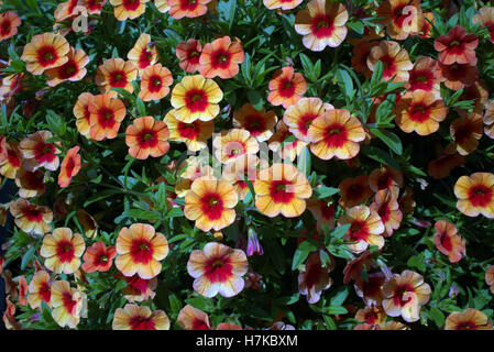 Hanging Basket flowers in close up Banque D'Images