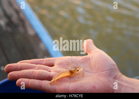 La pêche dans la rivière, de l'Australie. Jeune homme tenant une yabbie / yabby / / / crustacés crevettes écrevisses dans la paume de sa main par une rivière en Australie. Banque D'Images