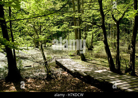 Passerelle en bois sur les terres humides dans le Parc National de Jasmund, sur l'île de Rügen, Mecklembourg-Poméranie-Occidentale Banque D'Images