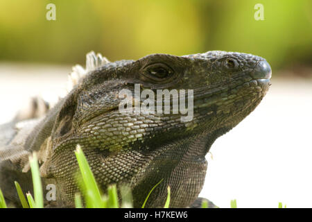 L'iguane mexicain basking (Ctenosaura pectinées) Banque D'Images