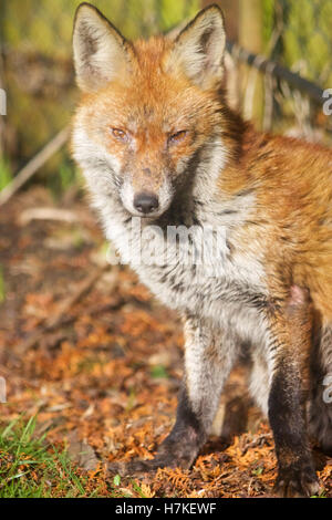 Avec red fox (Vulpes vulpes) gale Banque D'Images