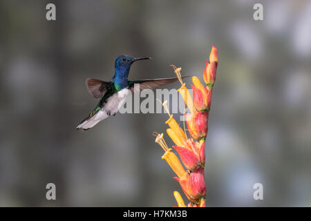 Un white-necked jacobin se nourrit du nectar des fleurs dans la riche vallée de Tandayapa de l'Équateur. Banque D'Images