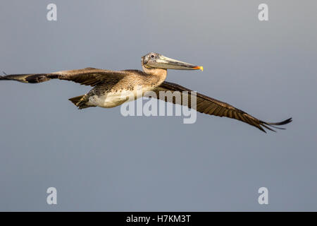 Un pélican brun l'un des oiseaux les plus connus en Amérique du Nord s'élève au-dessus de Big Sur en Californie. Banque D'Images