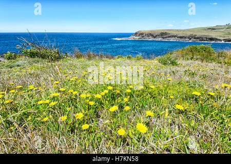 Les fleurs sauvages le long de la côte de Kiama, chemin Côte Illawarra, New South Wales, NSW, Australie Banque D'Images