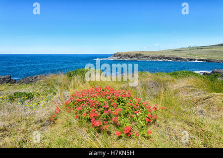 Les fleurs sauvages le long de la côte de Kiama, Aime chemin Bay, Côte d'Illawarra, New South Wales, NSW, Australie Banque D'Images