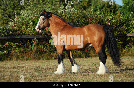 Chevaux de trait sur le pré en soirée vers le bas Banque D'Images