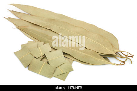 Les feuilles d'Eucalyptus à sec sur fond blanc Banque D'Images